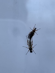 Bibio articulatus