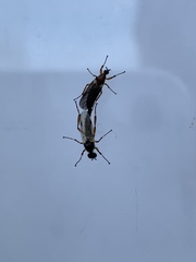 Bibio articulatus