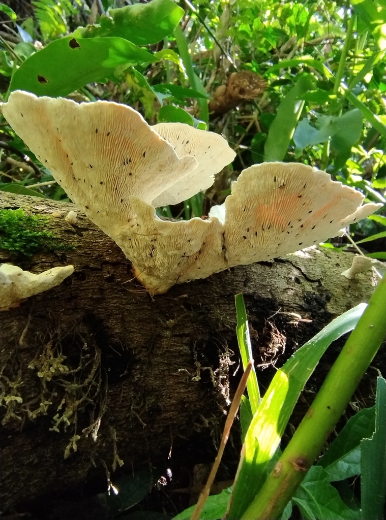 Trametes elegans · December 2023 · photo: © lelacappelli (iNaturalist, cc0)