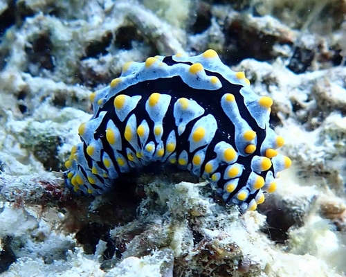 Varicose Wart Slug — seen at this dive site