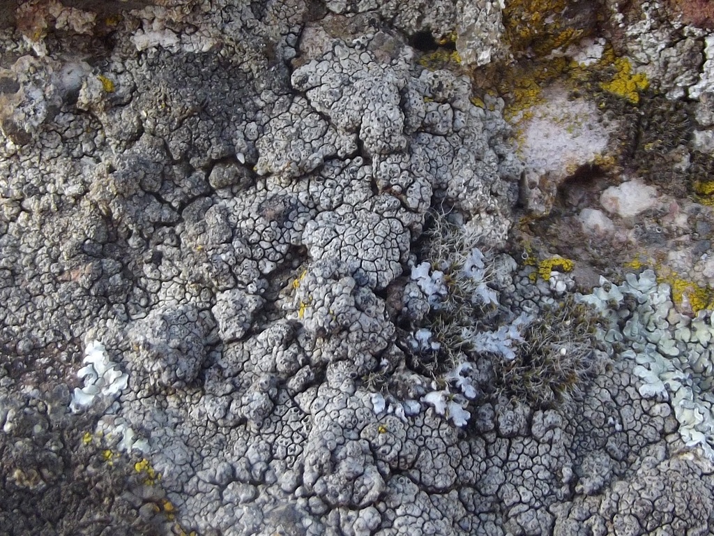 Rinodina trachytica