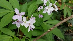 Cardamine heptaphylla