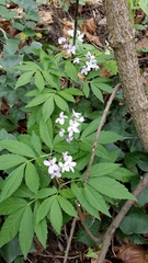 Cardamine heptaphylla