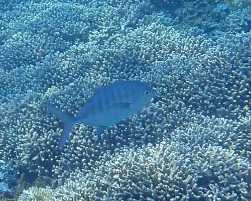 Barred Trevally — seen at this dive site