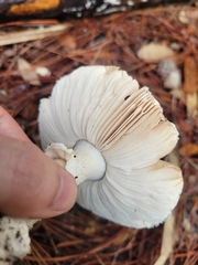 Amanita mutabilis image