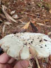 Amanita mutabilis image