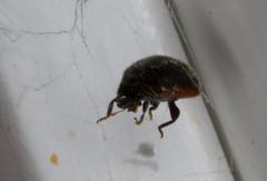 Rhyzobius forestieri