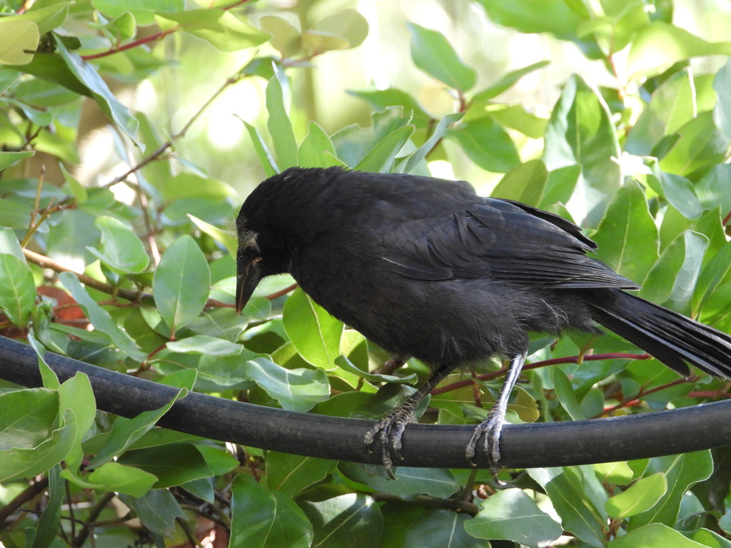 Austral Blackbird From Concepcion, Bío Bío, Chile On December 23, 2023 