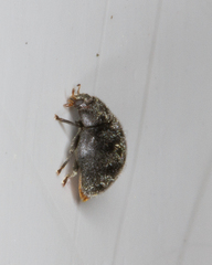 Rhyzobius forestieri