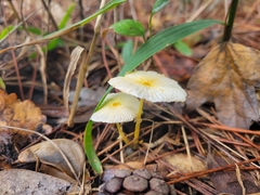 Leucocoprinus fragilissimus image