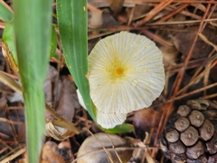Leucocoprinus fragilissimus image