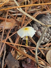 Leucocoprinus fragilissimus image