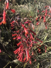 Penstemon subulatus