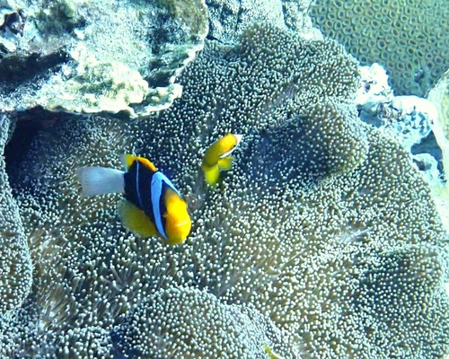 Orangefin Anemonefish — seen at this dive site