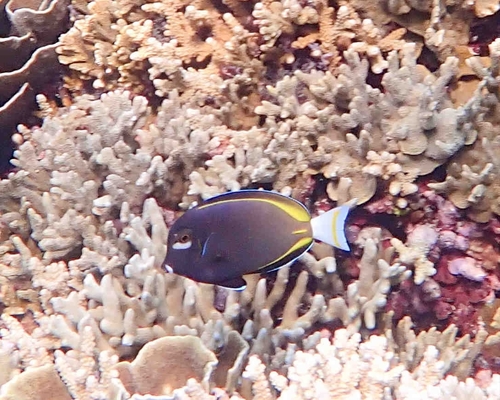 Whitecheek Surgeonfish — seen at this dive site