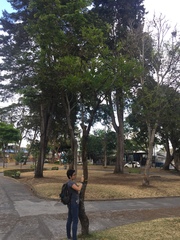 Citharexylum donnell-smithii