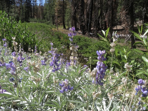 Image of Satin lupine by no rights reserved