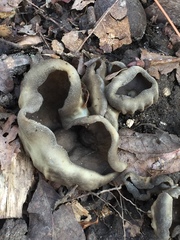 Helvella acetabulum
