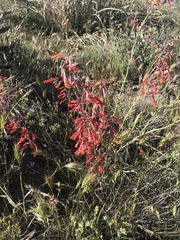 Penstemon subulatus