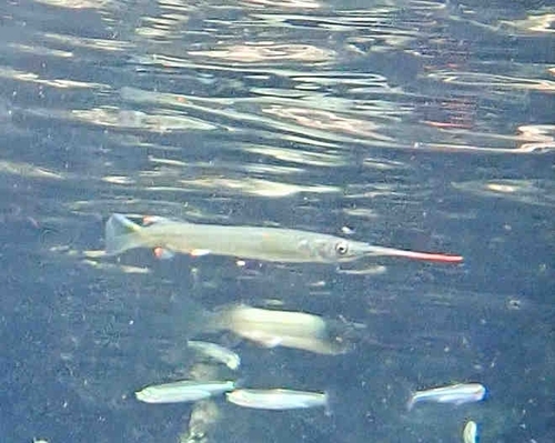 Estuarine Halfbeak — seen at this dive site