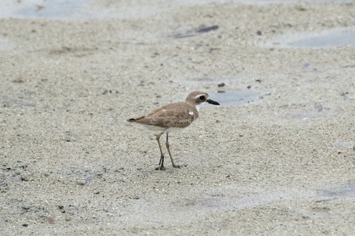 Greater Sand-Plover, Arakabesang bridge, Koror, Palau, photo 10 of 10