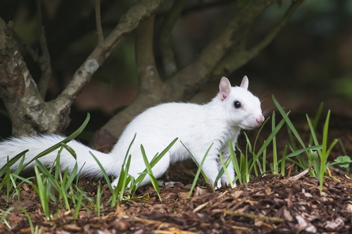 Eastern Gray Squirrel photographed in Mississippi