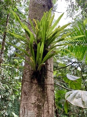 Niphidium crassifolium