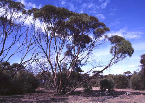 Eucalyptus macmahonii Rule