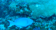 Scarus rubroviolaceus