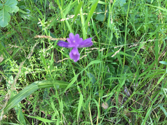 Dipterostemon capitatus