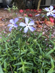 Phlox divaricata
