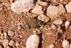 Sisyphus schaefferi schaefferi