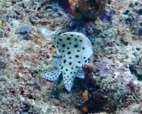 Humpback Grouper — seen at this dive site
