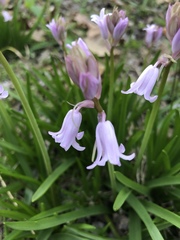 Hyacinthoides hispanica