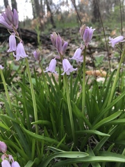 Hyacinthoides hispanica