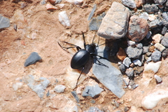 Carabus graecus graecus