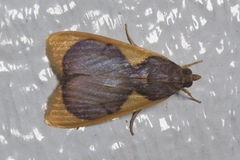 Prooedema inscisalis