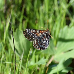 Euphydryas editha bayensis
