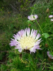 Plectocephalus chilensis