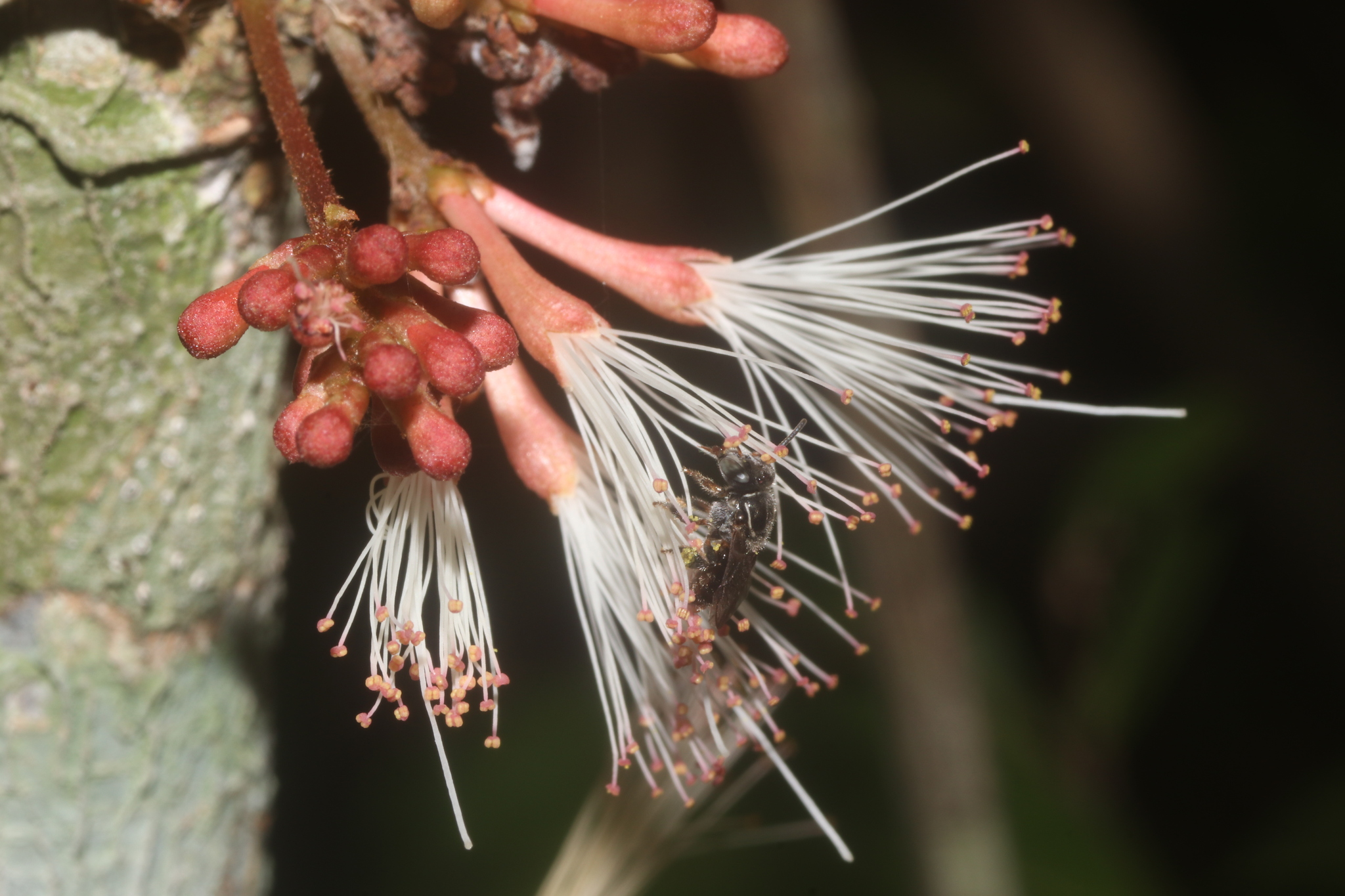 Zygia cognata