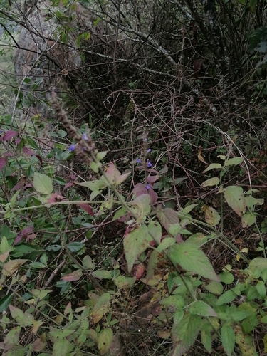 Image of Salvia polystachia by (c) Erick Vélez Sánchez, some rights reserved (CC BY)