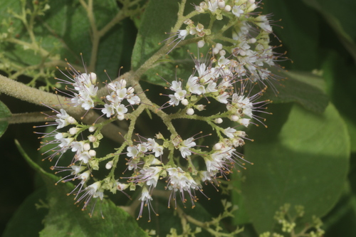 Image of Callicarpa acuminata by (c) Juan Cruzado Cortés, some rights reserved (CC BY)