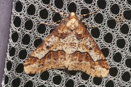 Erannis defoliaria