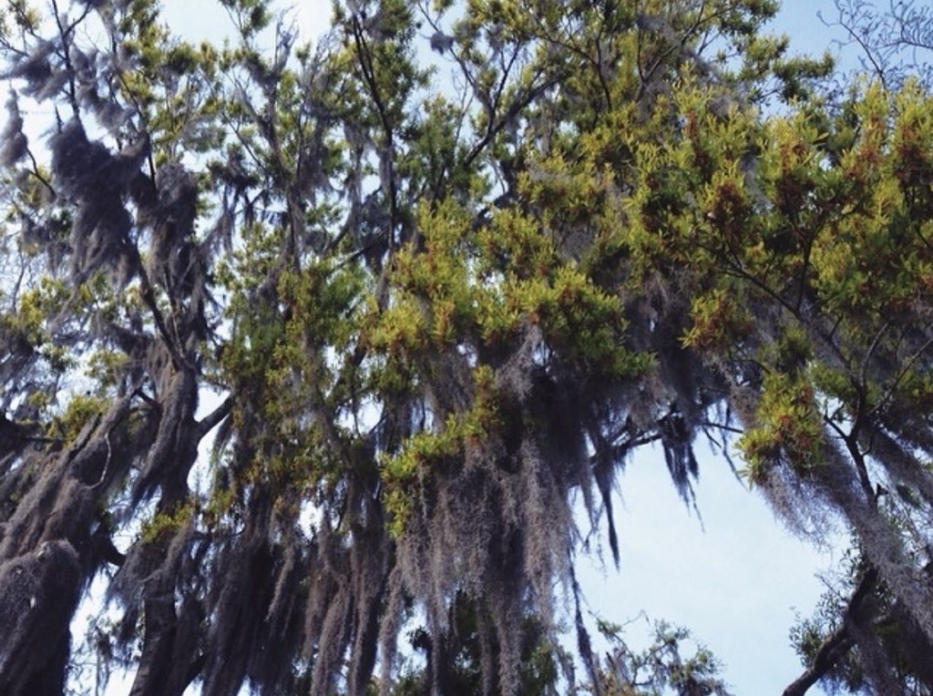 Spanish moss in March 2014 by 10423 · iNaturalist