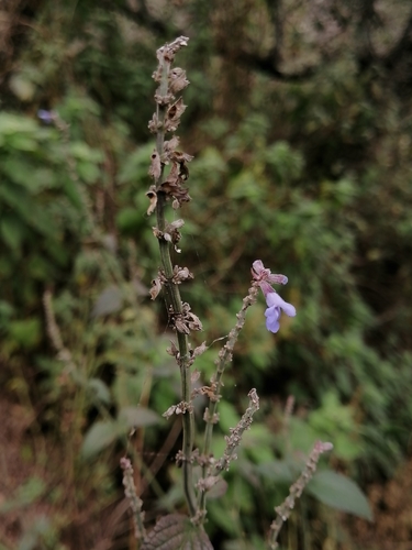 Image of Salvia polystachia by (c) Erick Vélez Sánchez, some rights reserved (CC BY)
