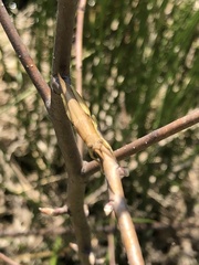 Leptysma marginicollis