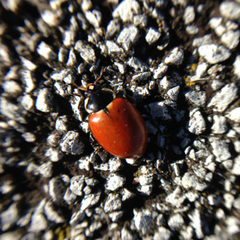 Hippodamia quinquesignata