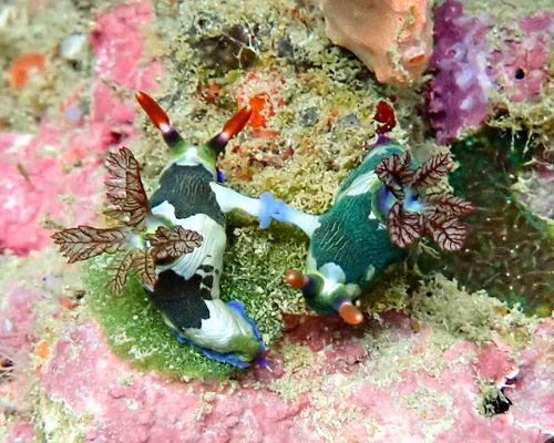 Purple-lined Nembrotha — seen at this dive site