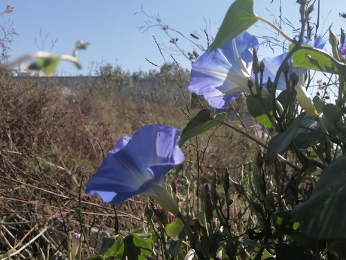 Ipomoea tricolor