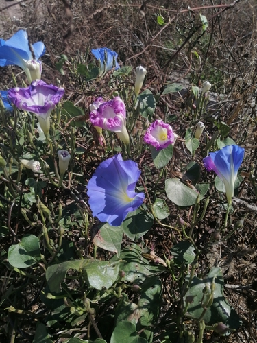 Ipomoea tricolor